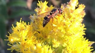 Euodynerus annulatus wasp