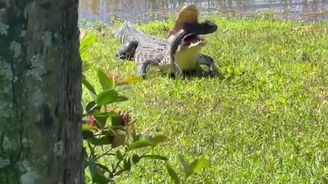 Backyard gator