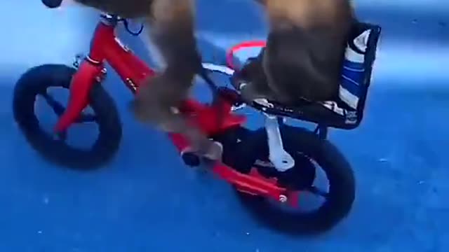 Monkey riding a cycle