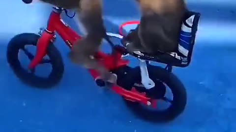 Monkey riding a cycle