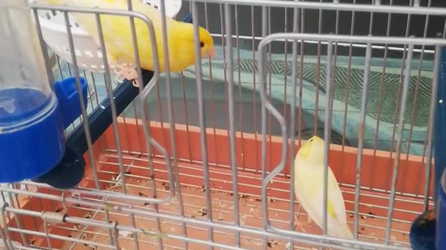 Couple of birds