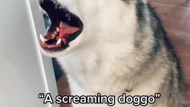 A Screaming Doggos Wont Stop