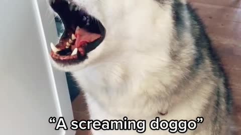 A Screaming Doggos Wont Stop