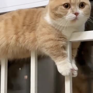 Funny and Cute Pomeranian Cute Mini Funniest Animals