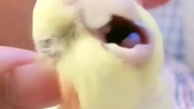 The cutest bird you will see today