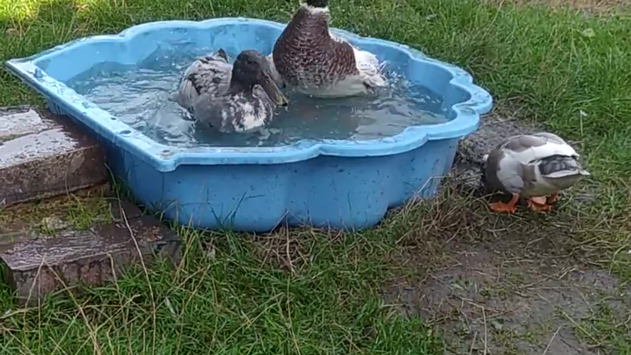 Summer bath