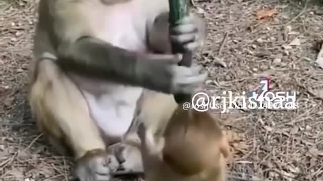 funny monkey videos |