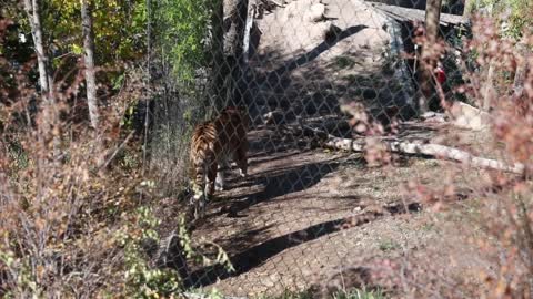 a siberian tiger in zoo