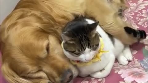 Cat Came to Cuddle With Goldens