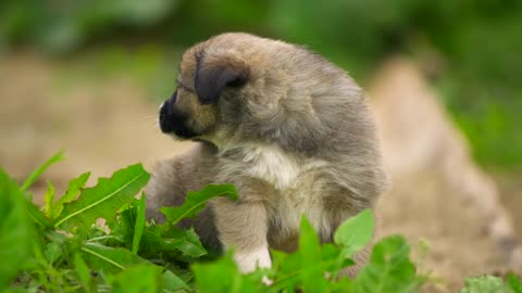 Cute lovely puppy on the grass