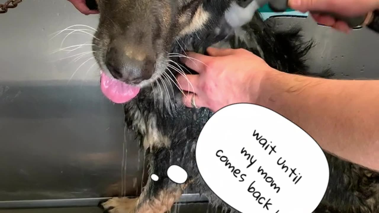 Ginger's First Bath at the Pet Washer! 🛁😂