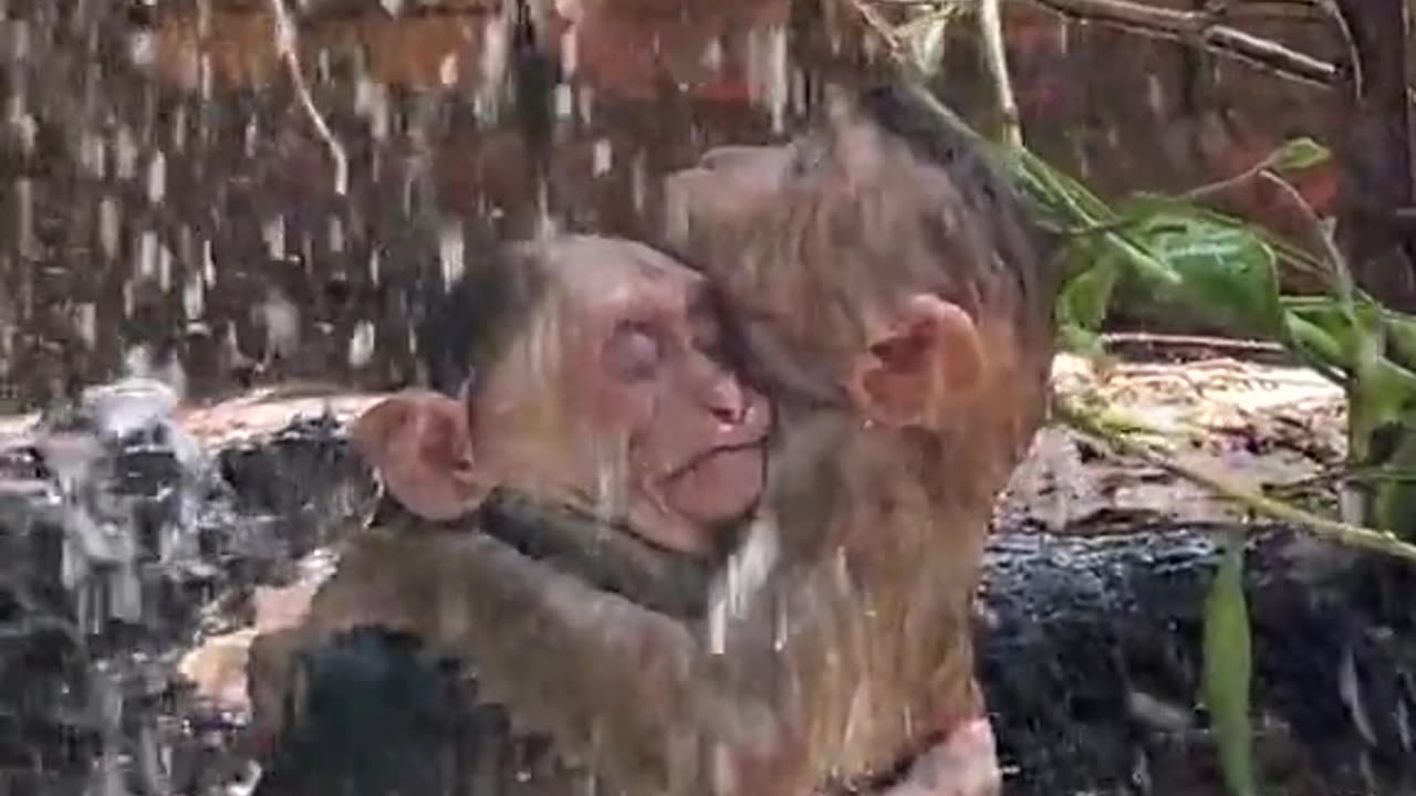 Monkeys talking cold bath 🥶
