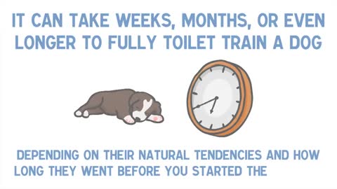 7 Quick Tips for TOILET TRAINING a Puppy or Dog