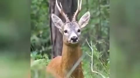 The strange voice of the Iranian deer Shuka, contrary to its beautiful appearance