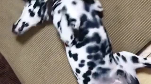 Funny Great Dane shows off his Halloween octopus costume