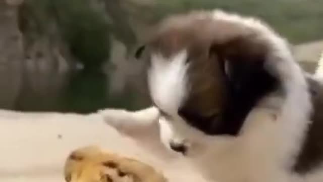 .cute😍 from tiktok @siddiqrajpot12 #shorts