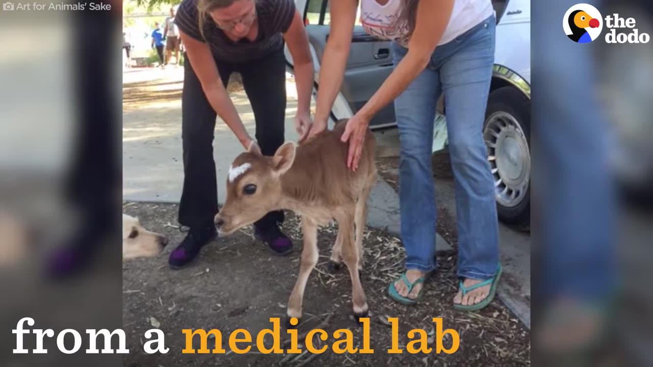 Calf Rescued From Medical Lab Grows Up Happy