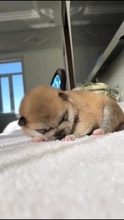 🤣Ultimate Baby Dogs🤣 - Cute and Funny Dog Videos Compilation🤣 #Shorts