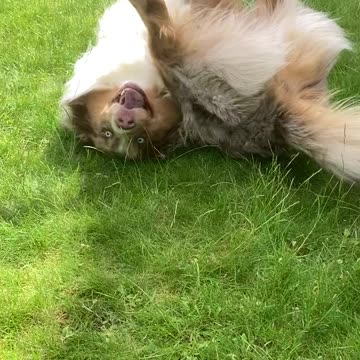 Cute dog rolling all over the grass