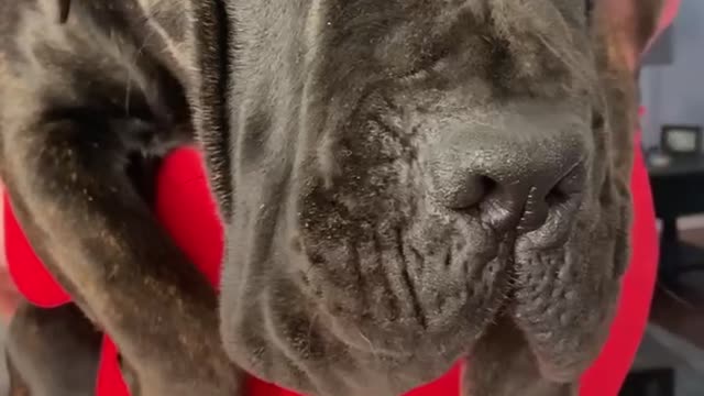 Cane Corso needing love