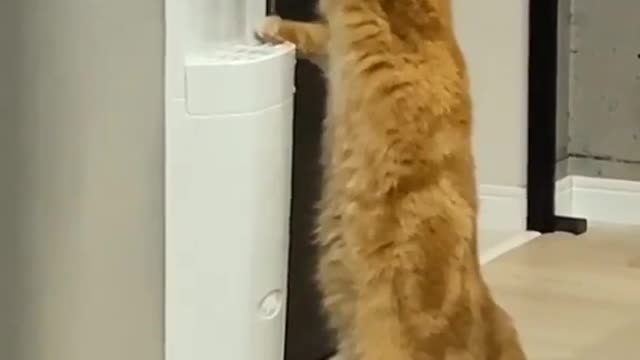 funny cat videos drink in dispenser (9)