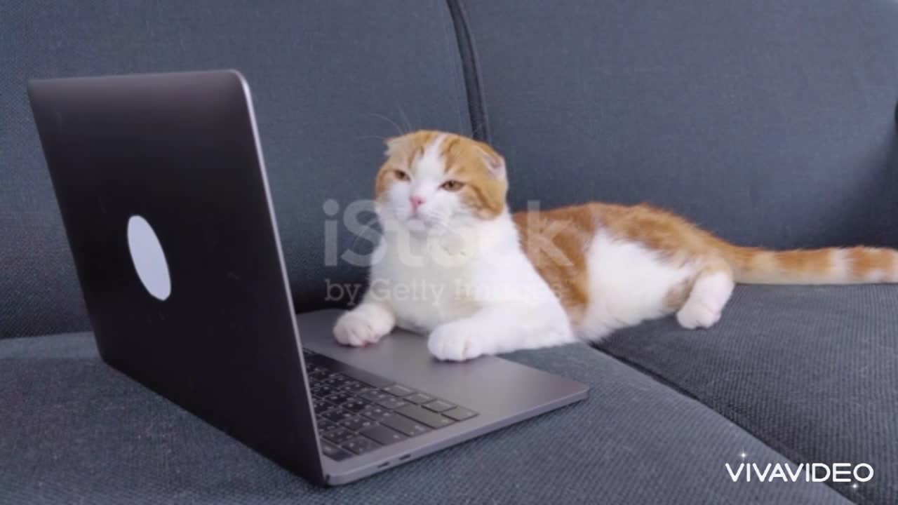 A cute cat watching and playing on laptop