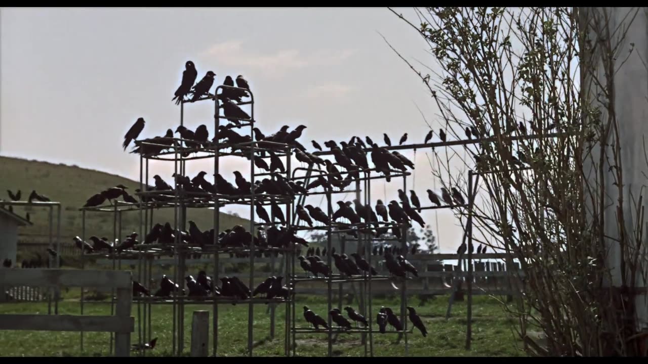 The Birds (1963) - Crows Stalk the Playground Scene | Movieclips001