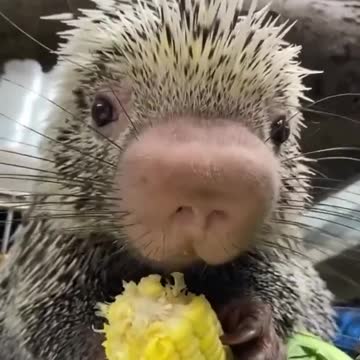 Baby porcupine enjoying a snack