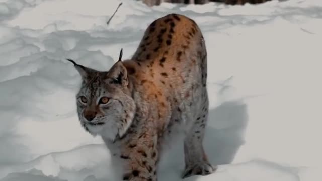 Dengers 😼Cat Amazing Videos And Natural beautyful Videos Clip