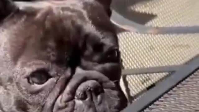 Funny Animal Videos Try Not to Laugh 2021 #2