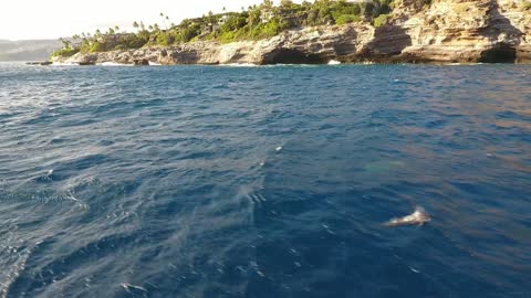 Dolphins and Whales Enjoying a Beautiful Hawaiian Day