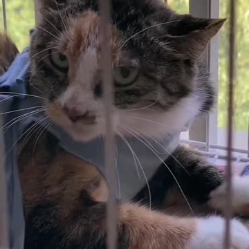 #cat #catlover #cats #catvsdog