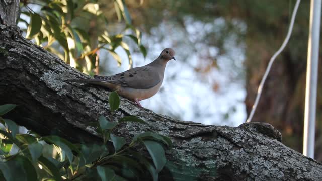 mourning dove perched on tree branch