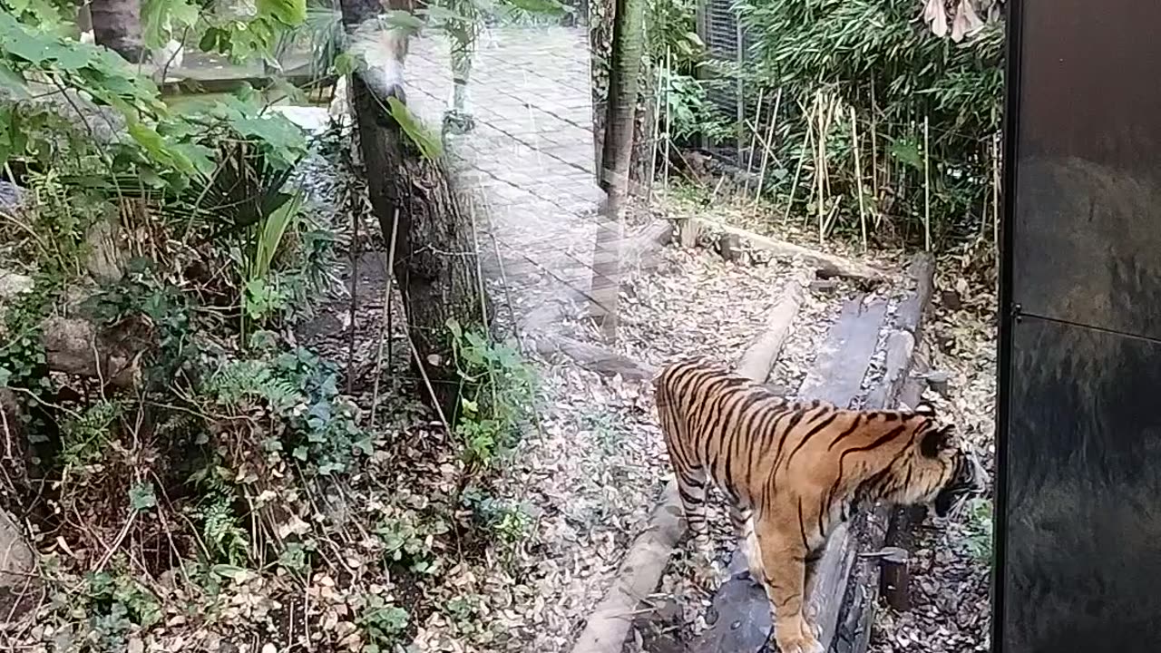 Royal Bengal tiger