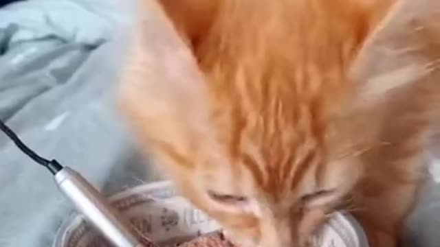 Gatito comiendo con microfono