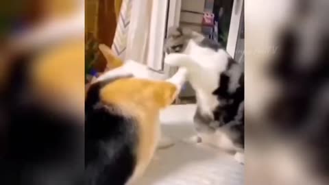 Funny Animals 2024 😂 _ Cute Cat And Dog Funny Videos 😸 _ Funny Video