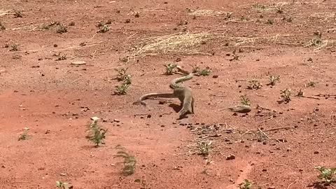 Yellow Mongoose vs Cape Cobra