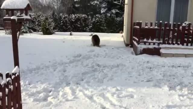 Crazy Dog Digging Snow