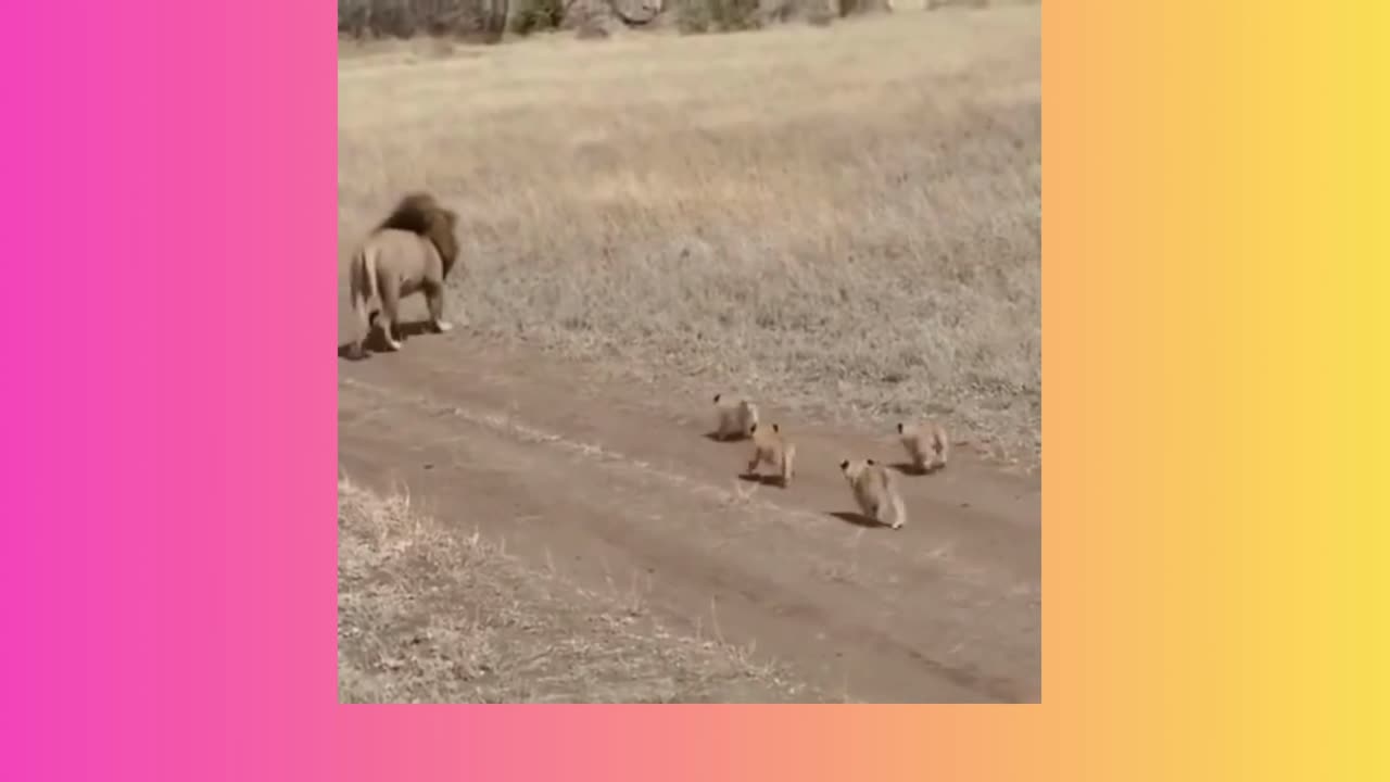 Lion Fun