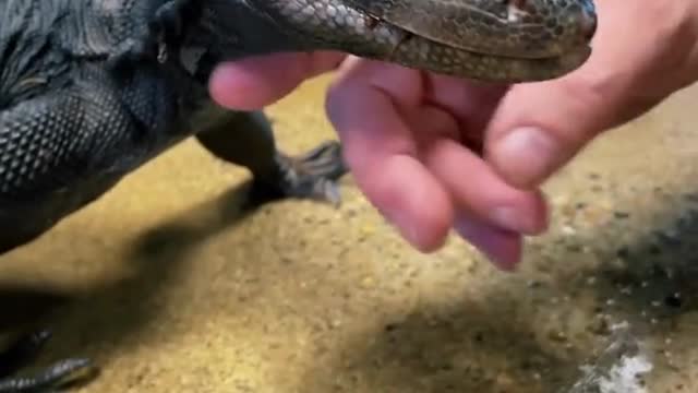 lizard lizard