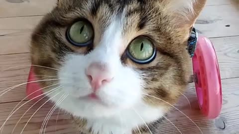 Cute Handicapped Cat Using A Wheelchair