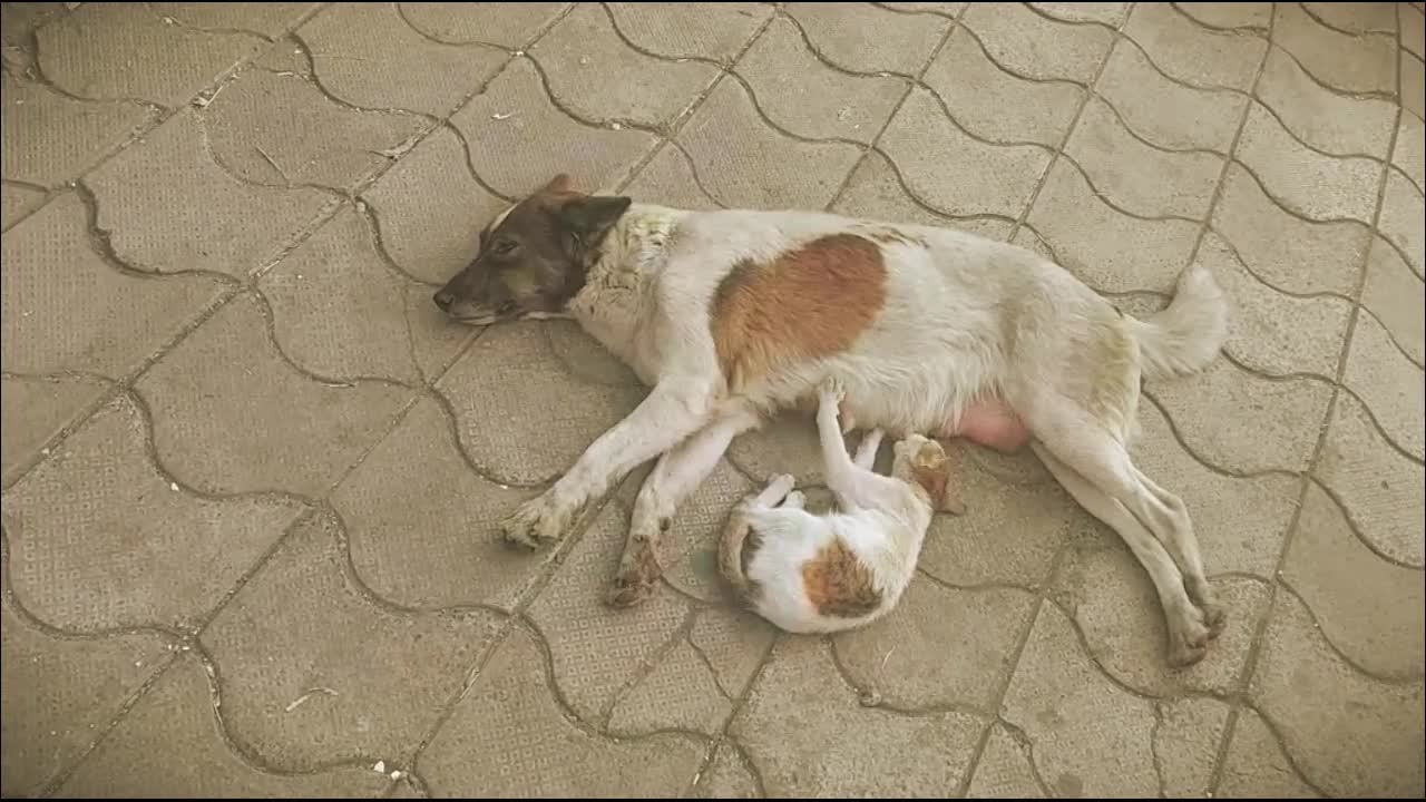 Cat and Dog Love Each Other 2022