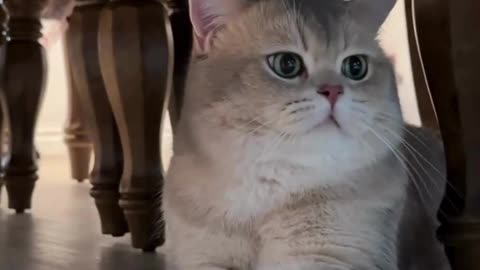 Cute and Funny Cats Videos Compilation 😂😂😍😍