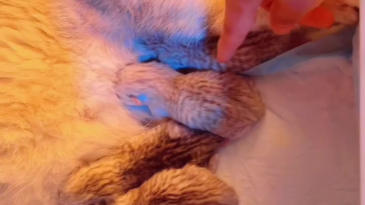 Mom Love her kittens