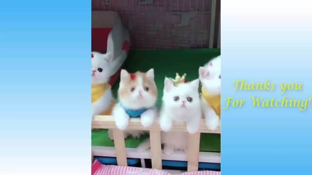 Top Funny Cat Videos of week 2021