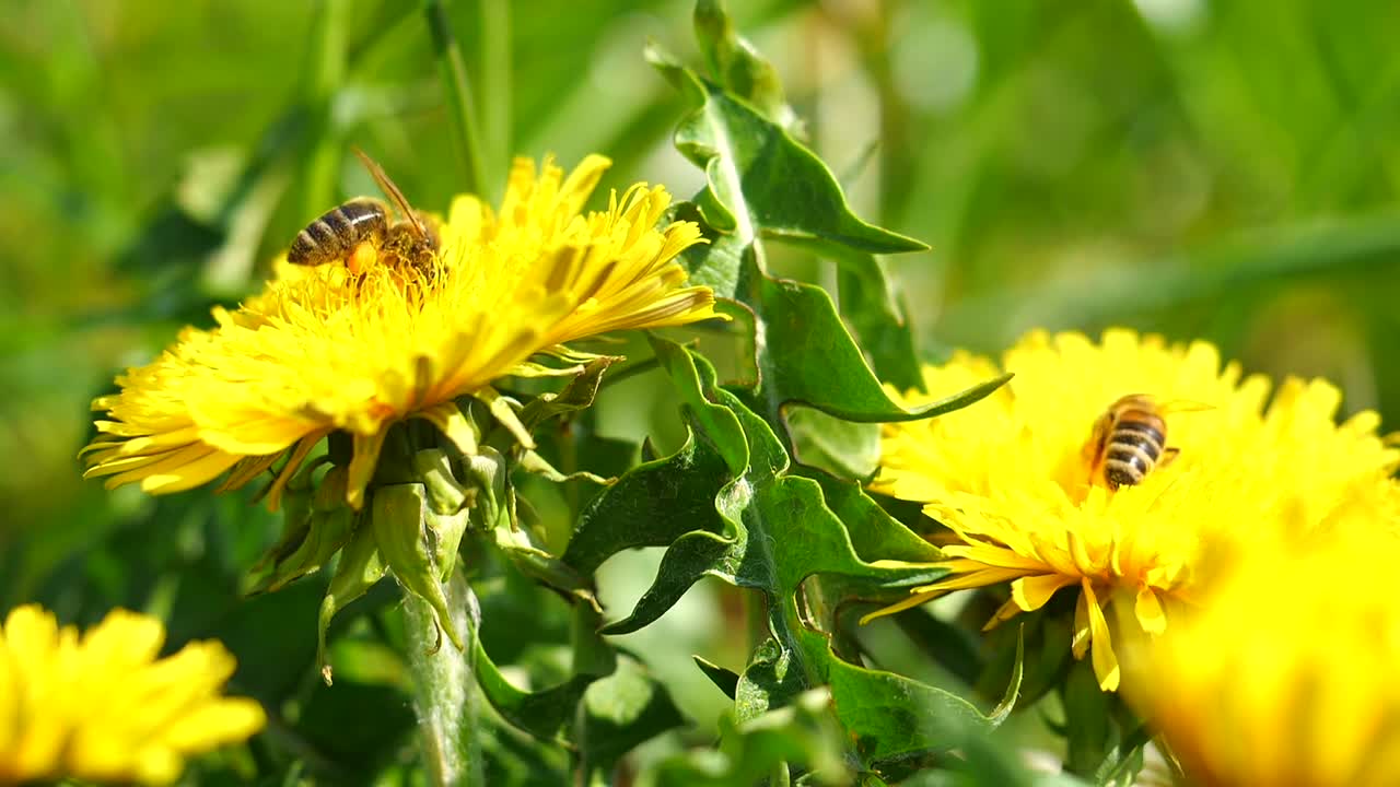 bee collecting nectar from flower