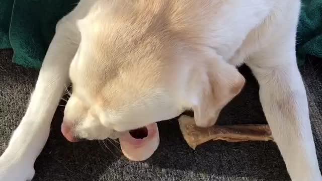 Dog spirit—enjoy the process