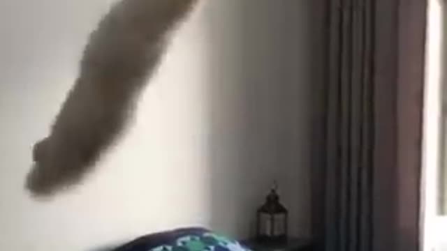 Hilarious Cat Swinging On a Lamp Holding It by Claws