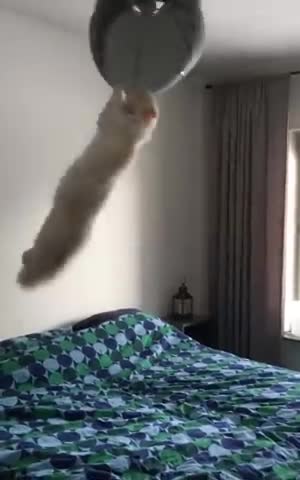 Hilarious Cat Swinging On a Lamp Holding It by Claws
