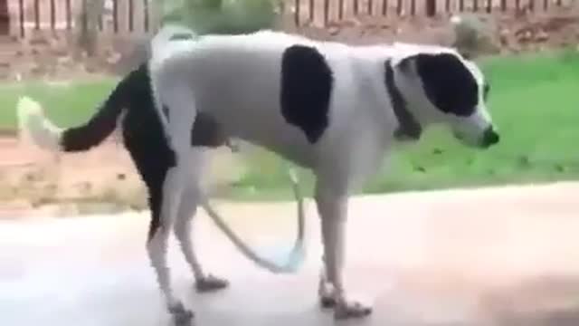 ✅Hula hoop dog ...😅😅😅